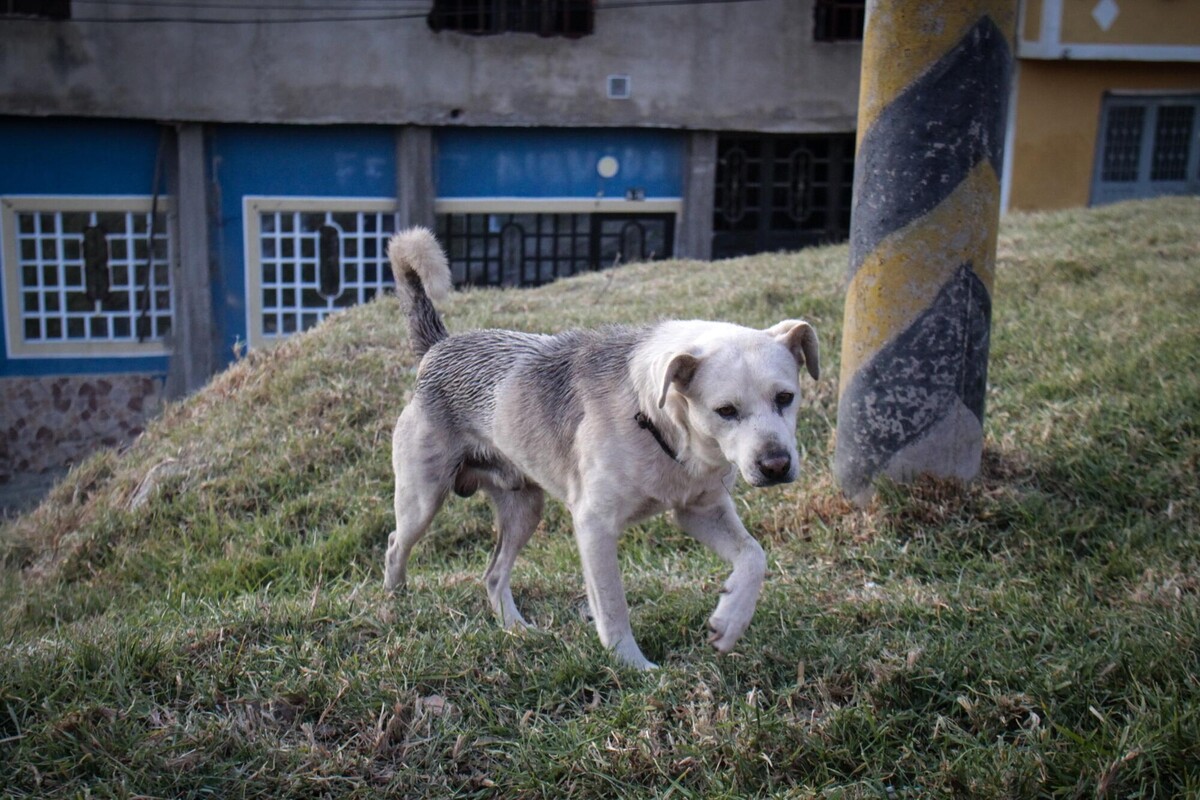 Perros callejeros