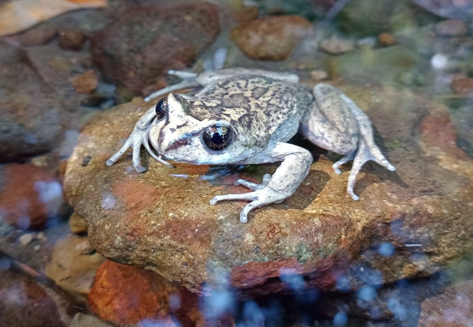 Rana rara en Chile