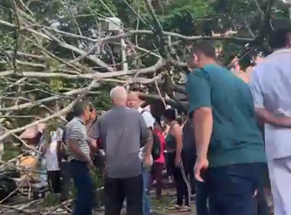 arbol en Medellín