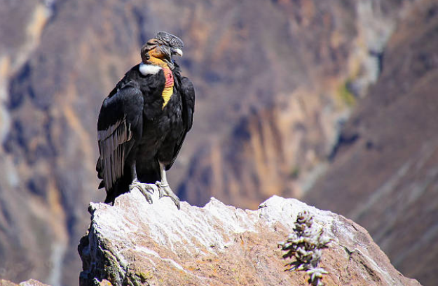 CÓNDOR DE LOS ANDES ISTOCK