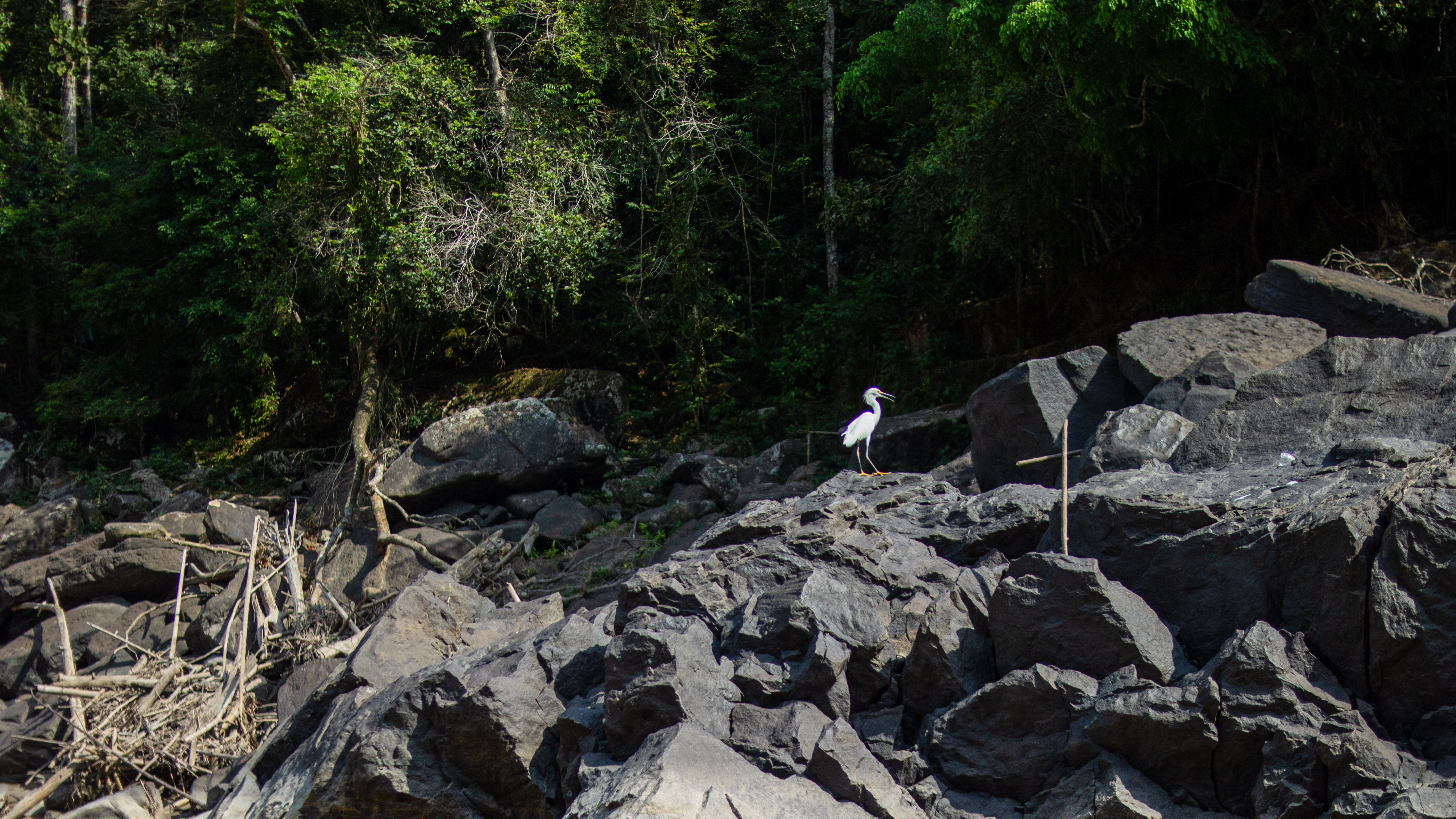 Avistamiento de aves en el Guaviare